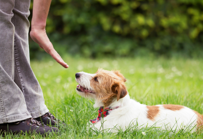 Ev ve Süs Hayvanları Eğitimi (pet hayvanları)